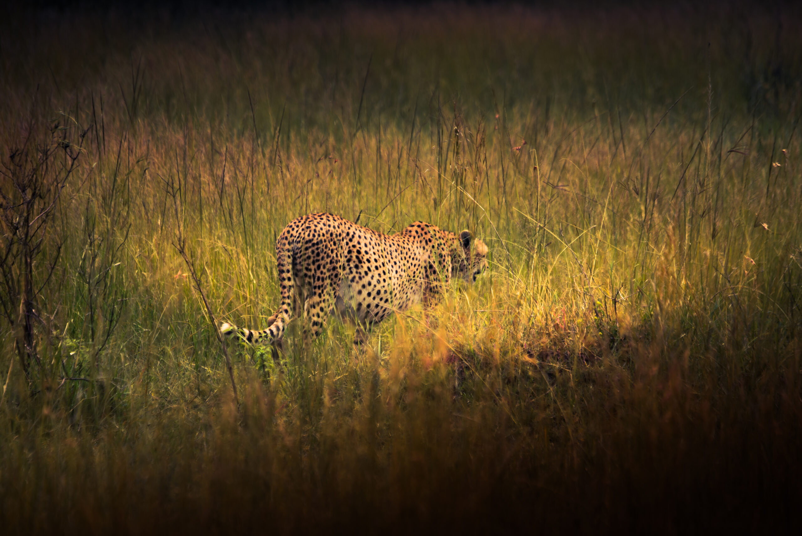Kenya Cheetah in Savannah