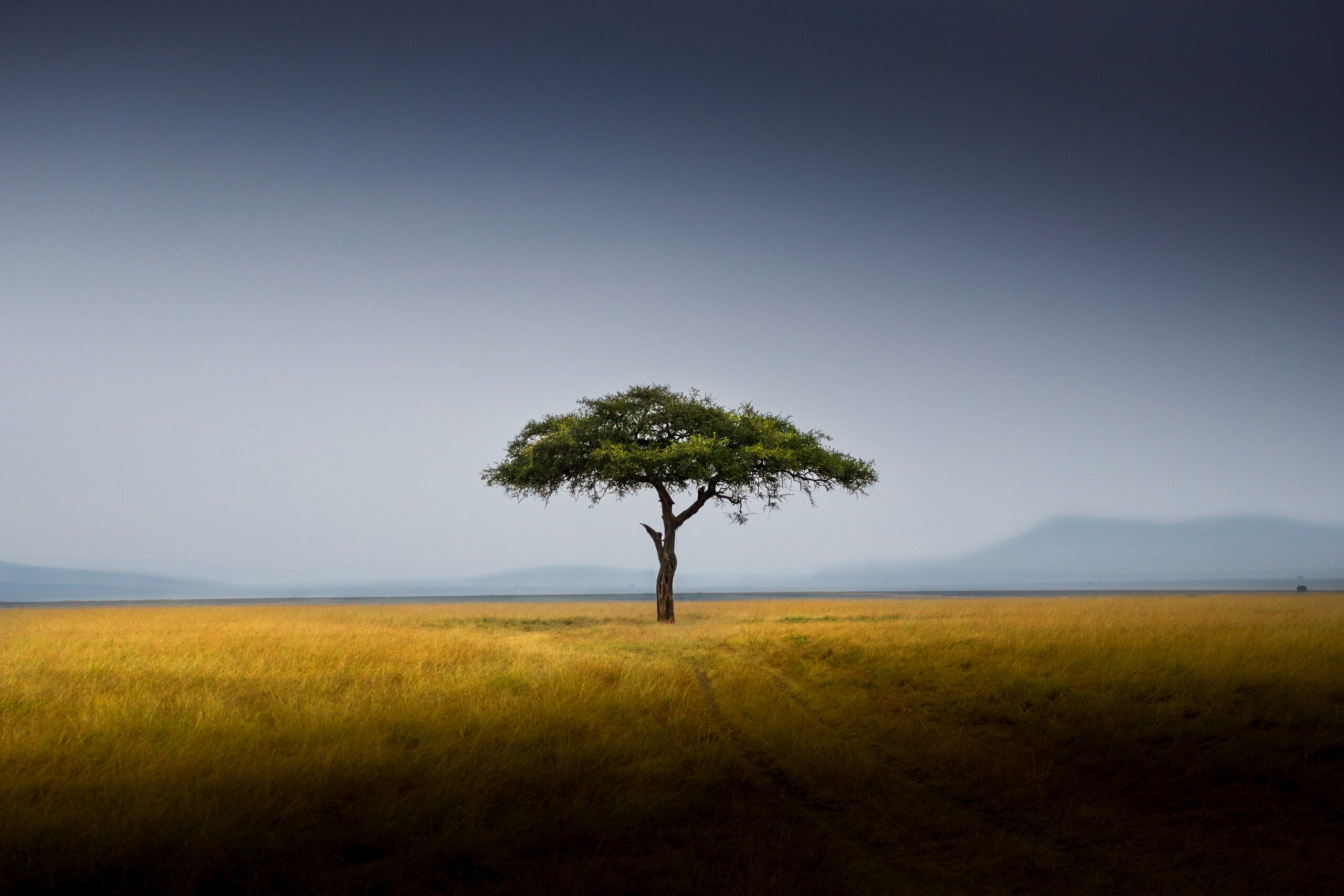 masai mara acacia tree 2 scaled.jpg