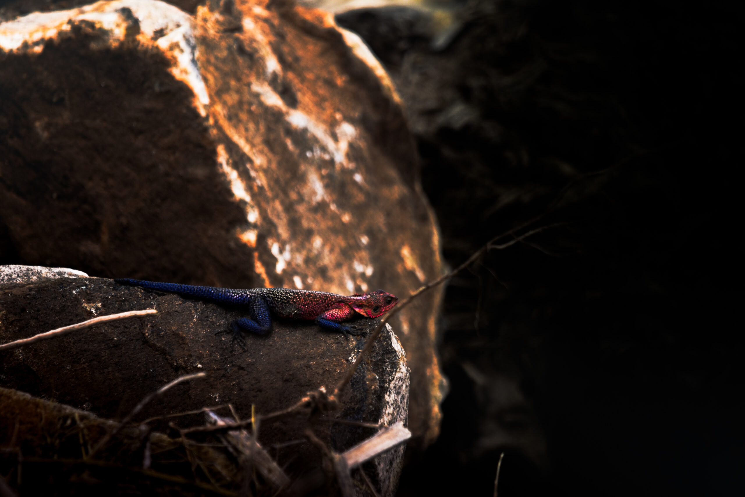 red headed rock agama scaled.jpg
